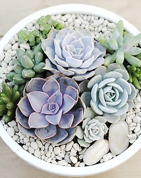 Succulent bowl.jpg