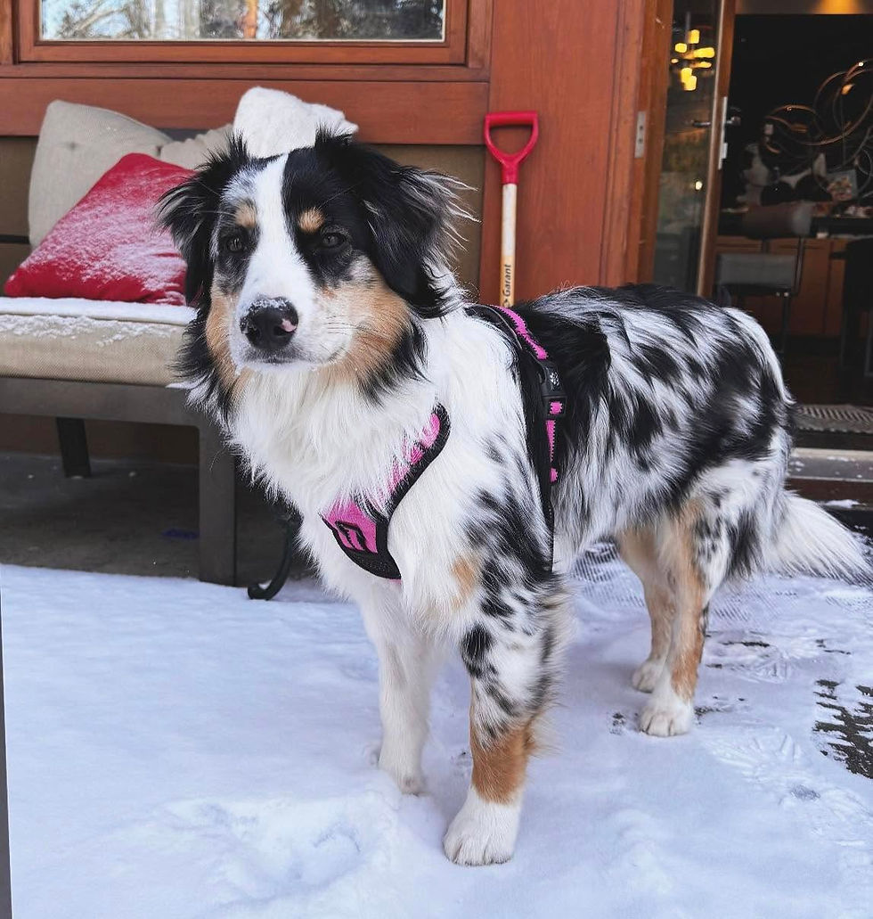 480968649_582851061474010_1255682130186309973_n