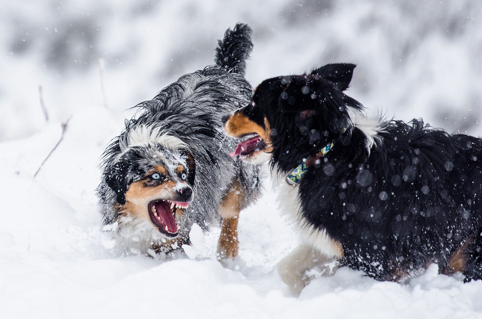 The Impact of Coyote Breeding Season on the Behaviour of Domestic Dogs