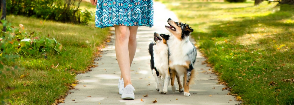 mini aussie and blue merle Australian shepherd