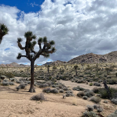 California - Joshua Tree National Park
