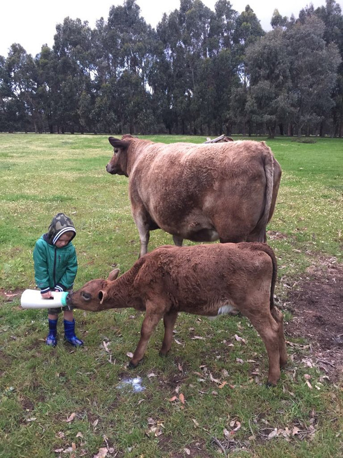 Kids enjoy feeding the animals at Turner Brook Farmstay!