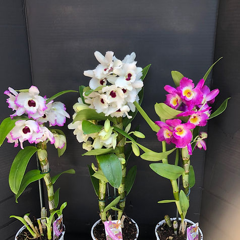 Cool growing Dendrobiums | G and S Orchid