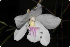 Dendrobium papilio JOS large form