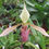 Thumbnail: Paph dayanum