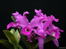 Cattleya skinnerii