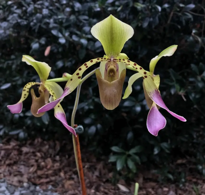 Paphiopedilum lowii