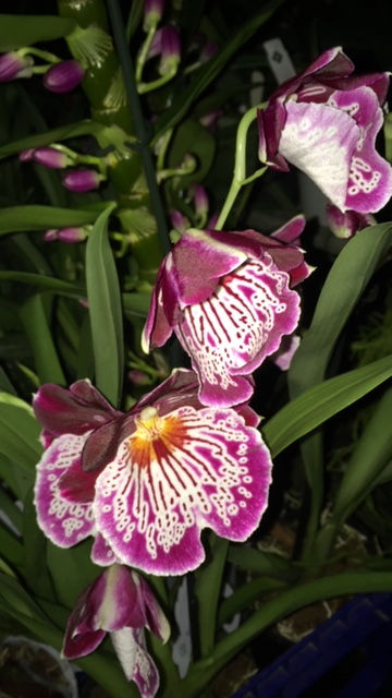 Thumbnail: Assorted Miltoniopsis