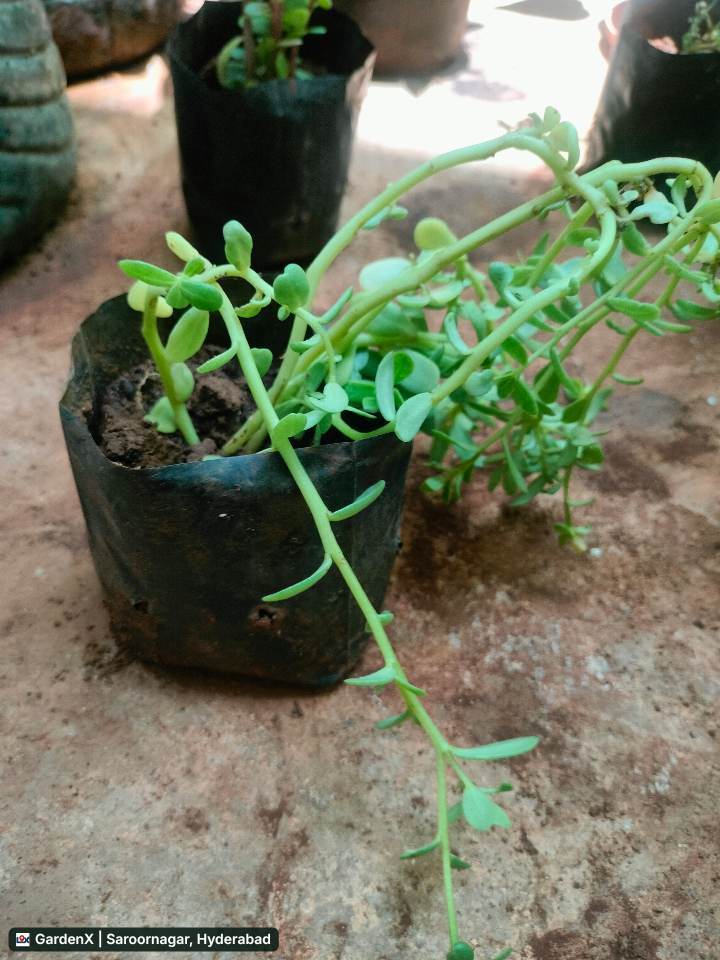 Portulaca (పోర్టులాకా) white in Saroornagar/ Saidabad, Hyderabad
