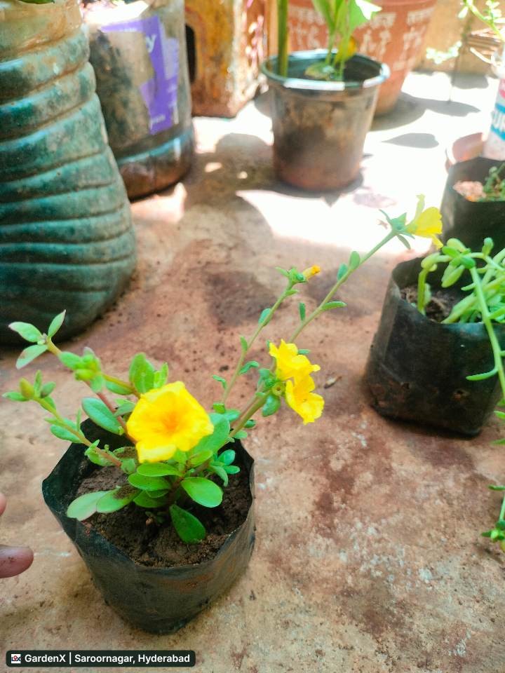 Portulaca Flower (పోర్టులాకా) Yellow in Saroornagar, Hyderabad