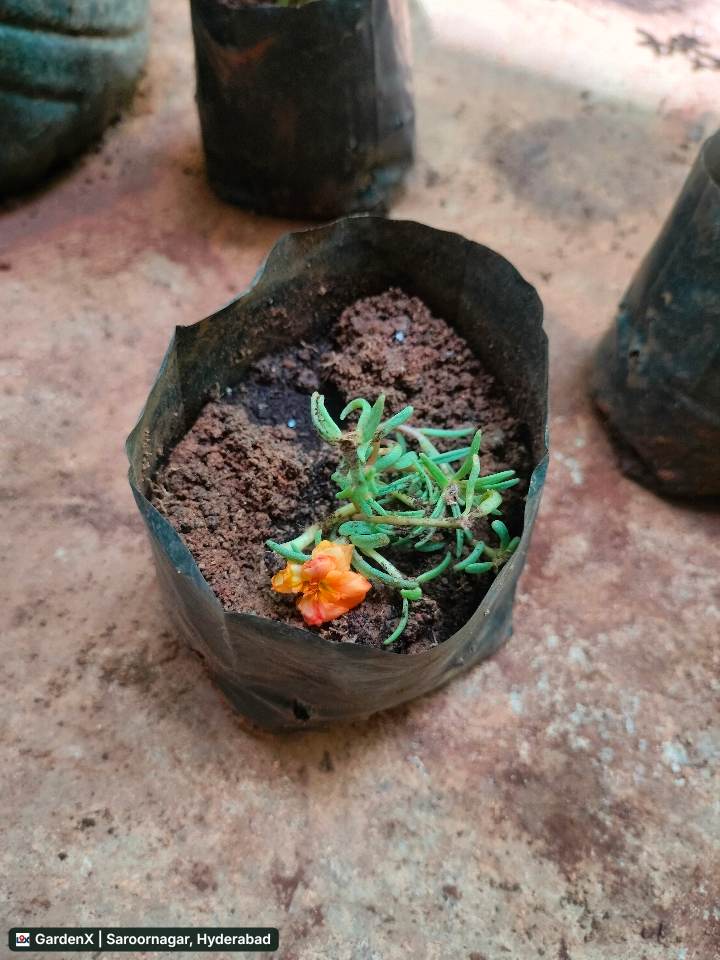 Portulaca Flower (బసంతి పువ్వు) Orange in Saroornagar/saidabad, Hyderabad