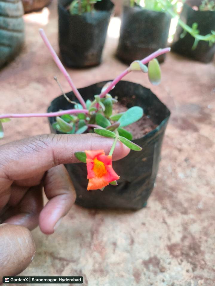 Portulaca (పోర్చులాక) pink-orange in Saroornagar, Hyderabad