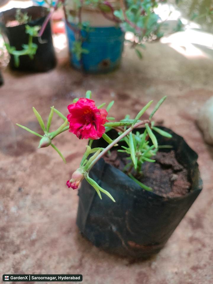 Moss Rose (బంట్యాకు) Red in Saroornagar/saidabad, Hyderabad