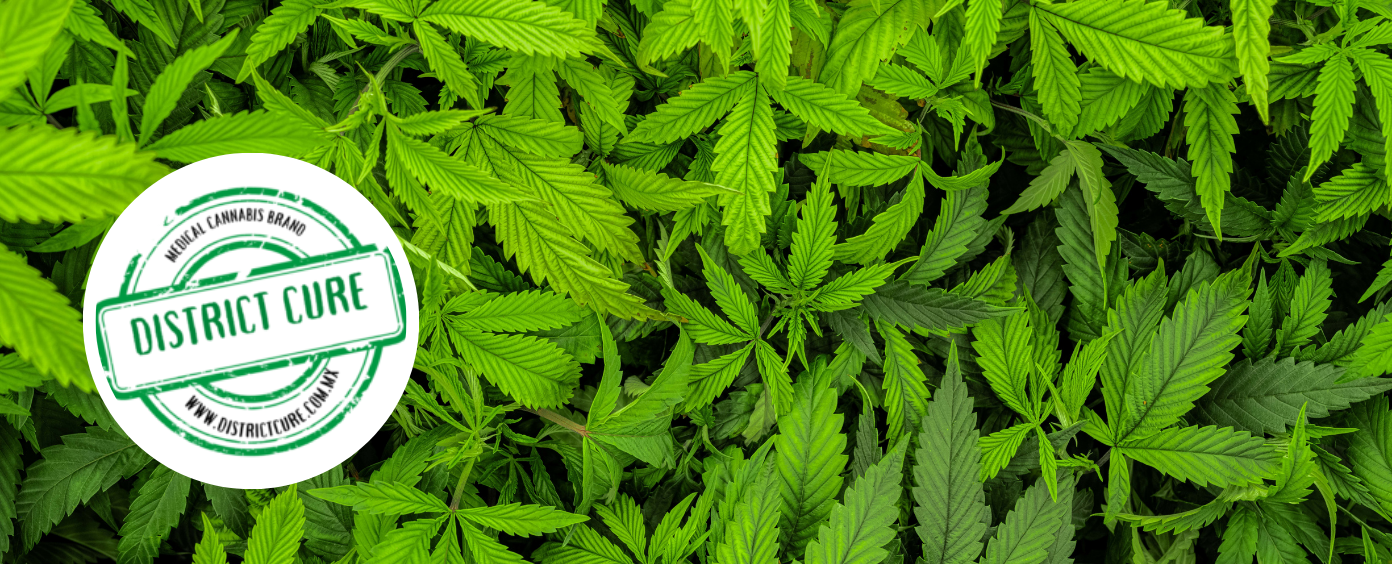 Columbia Heights dispensary with a community focus on wellness.