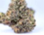 cannabear-dc-weed-review-blueberry-biscotti-close-up-1