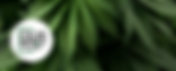 Our Spot Tobacco Shop | Toker's Guide