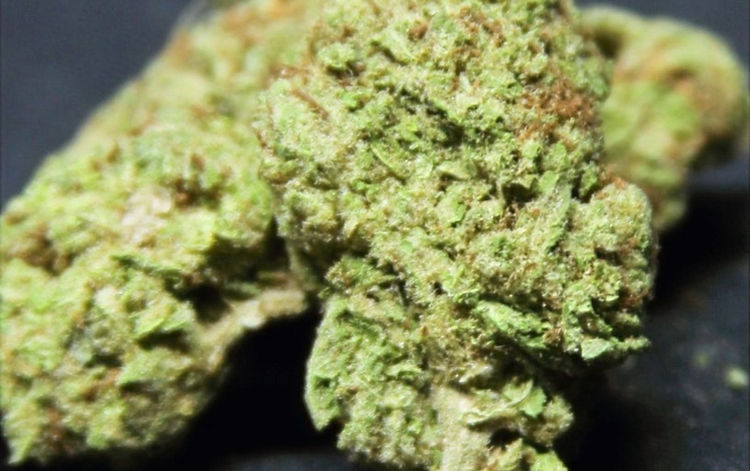 Jungle Cake