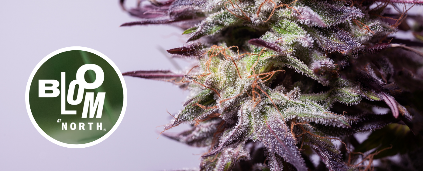 Petworth dispensary with a diverse, blooming cannabis selection.
