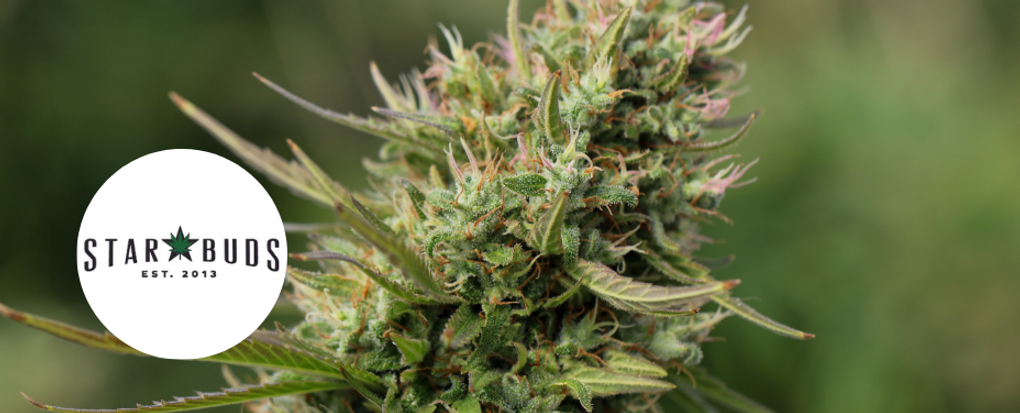 Star Buds Baltimore delivers bold urban cannabis with exclusive strains and flair.