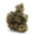 GSC - The Garden