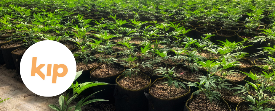 Kip in Catonsville offers a streamlined urban dispensary with efficient cannabis access.