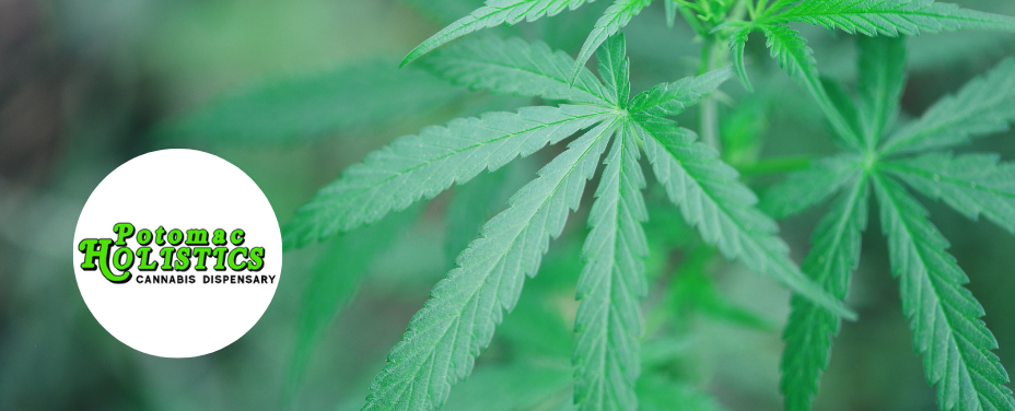 Potomac Holistics in Rockville offers a welcoming cannabis boutique with premium selections.