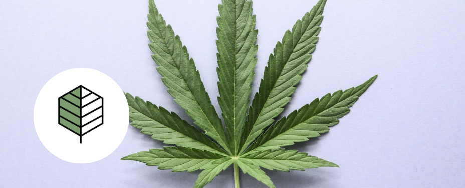 The Forest in Baltimore brings natural cannabis vibes with earthy strains in the city.