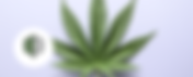 The Forest Baltimore | Toker's Guide