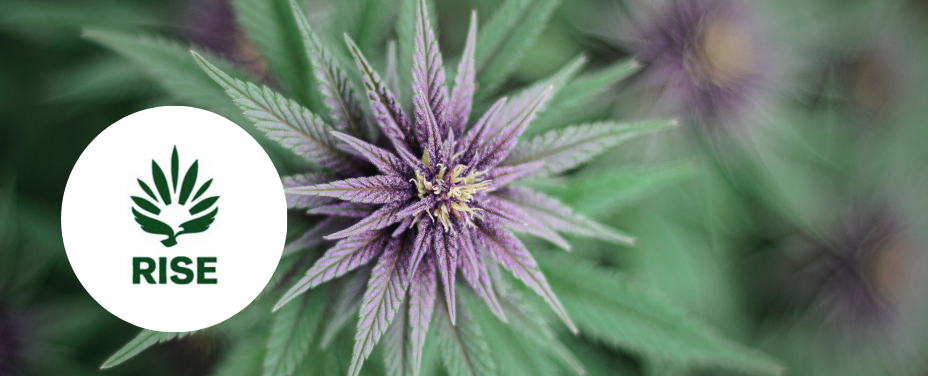 RISE Joppa delivers a sleek dispensary experience with top-tier edibles in Baltimore County.