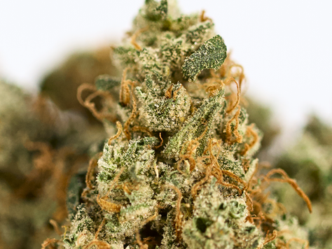 Poonesia by CULTA (Baltimore, Maryland)