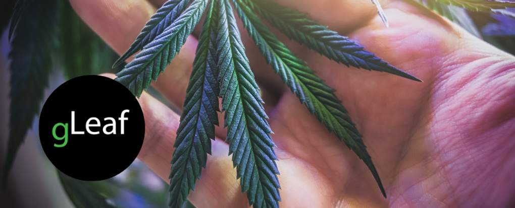 Gleaf Wellness in Frederick offers a potency-driven dispensary with premium cannabis selections.