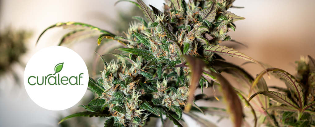 Curaleaf Frederick offers a spacious cannabis retreat with trusted, proprietary products.