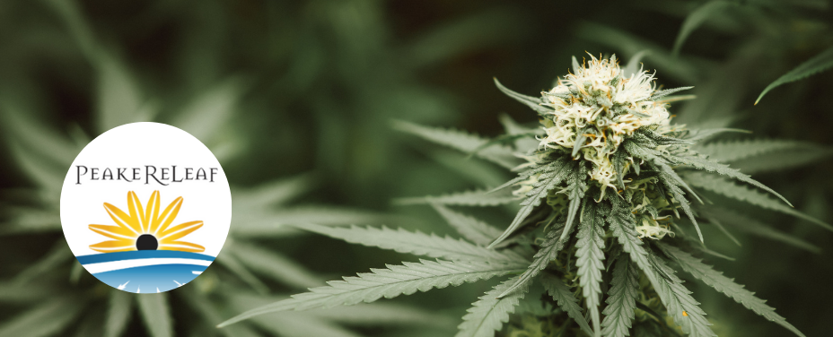 Blair Wellness in Baltimore delivers a holistic cannabis experience with health-driven products.