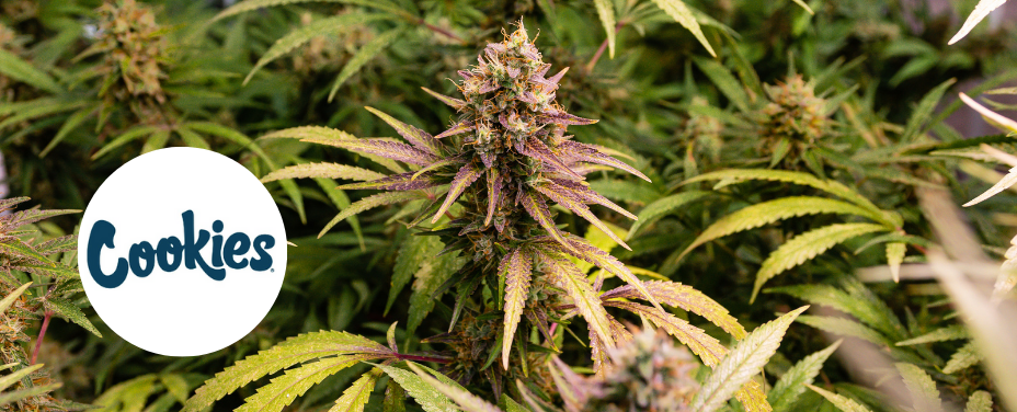 Cookies Baltimore infuses urban flair with exclusive strains in a vibrant city setting.