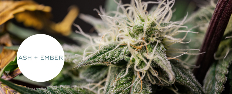 Ash + Ember in Centreville offers a creative cannabis boutique with unique, craft strains.