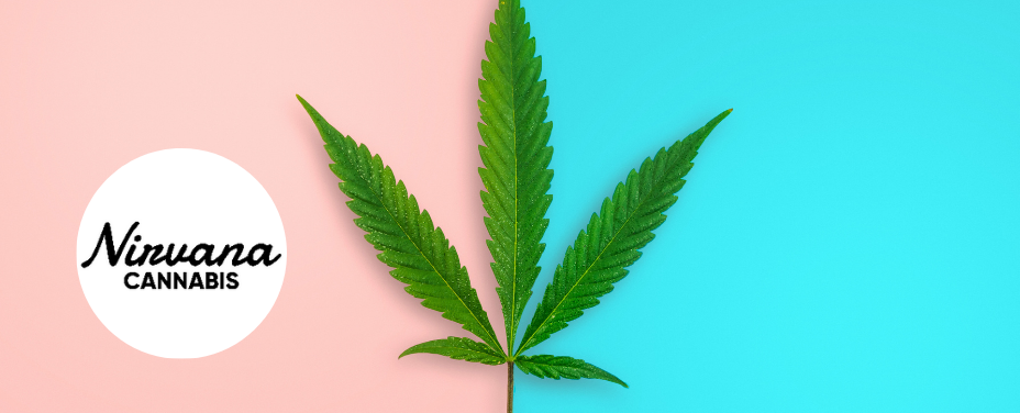 Nirvana Rosedale blends urban energy with a diverse cannabis menu in Baltimore County.