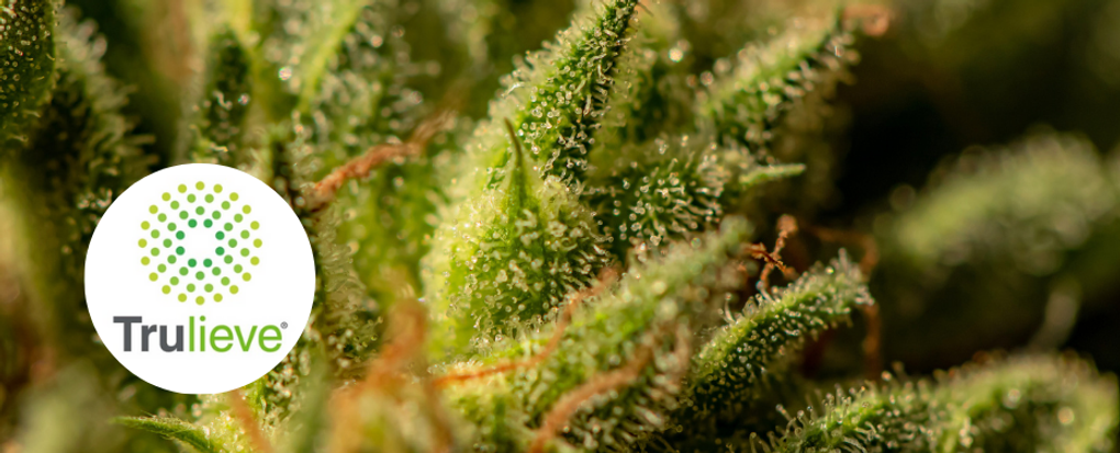 Trulieve Halethorpe offers a diverse cannabis selection with welcoming vibes in Baltimore County.