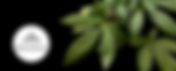 Mana Supply Company | Toker's Guide