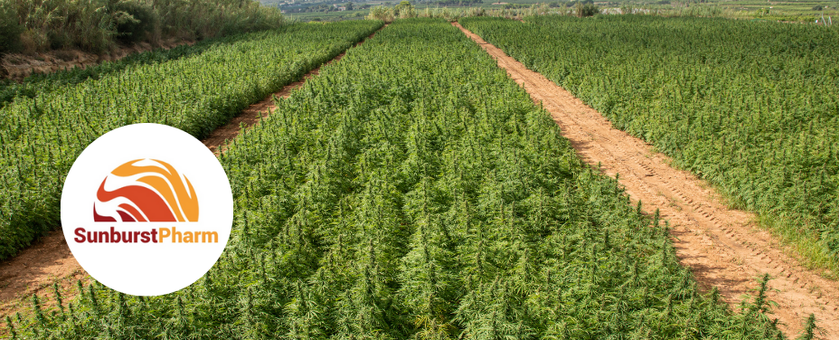 Sunburst Pharm in Cambridge delivers bright coastal cannabis with Dorchester County charm.
