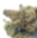 Shiskaberry - Buddha Buddy DC