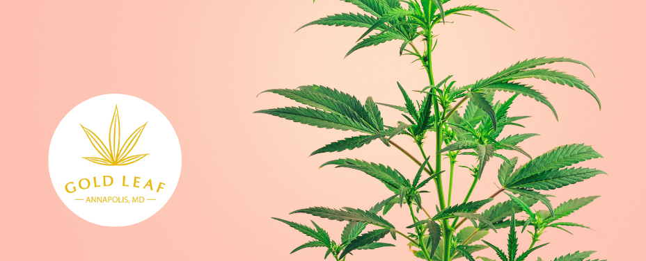 Gold Leaf in Annapolis delivers a luxury dispensary with elite strains and service.