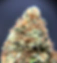 Berry Haze - Farm to Couch
