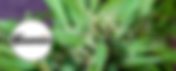 Gasaholics | Toker's Guide