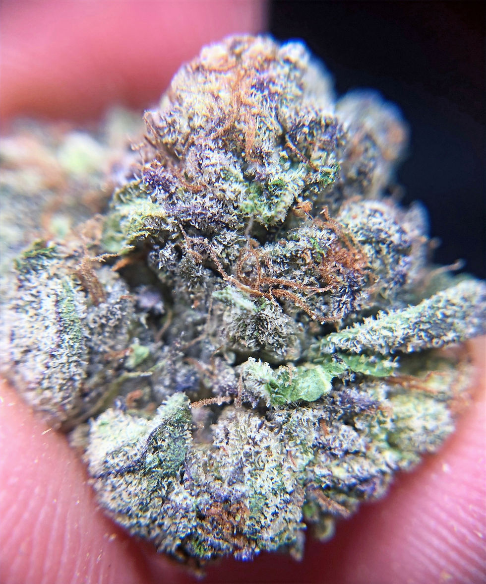 house-of-herbs-dc-weed-review-white-gushers-up-close-view