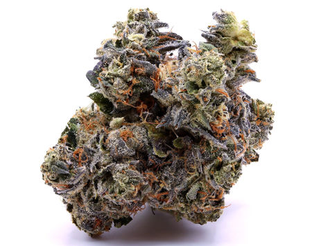 Blue Face by Fig Farms - HYFE 