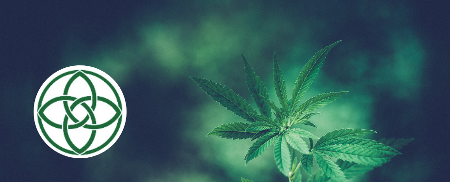 Four Green Fields in Glen Burnie offers a community-driven dispensary with local roots.
