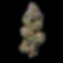 Harlequin Strain — Effects, THC %, Lineage & Reviews | Toker's Guide