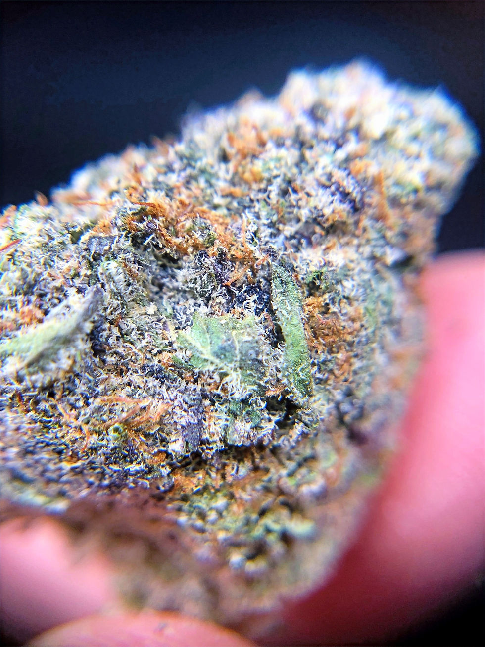 house-of-herbs-dc-weed-review-purple-jolly-rancher-up-close-view