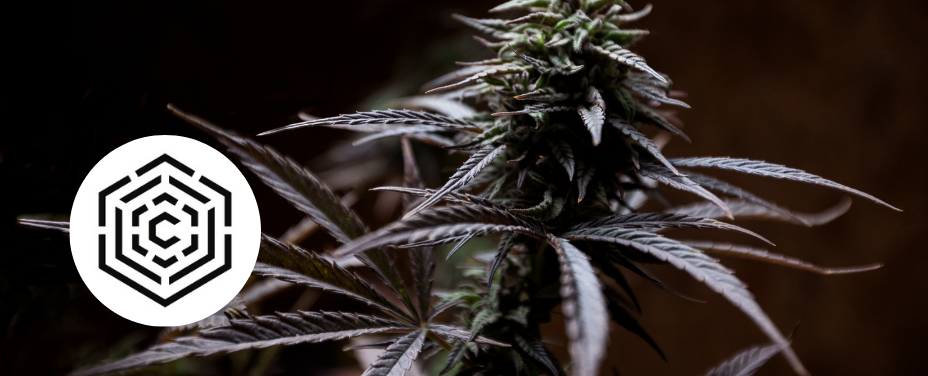 Culta Federal Hill delivers premium cannabis with locally cultivated strains in Baltimore.