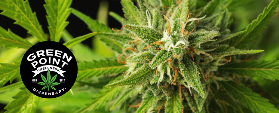 Green Point Millersville delivers Eastern Shore cannabis with reliable, diverse products.